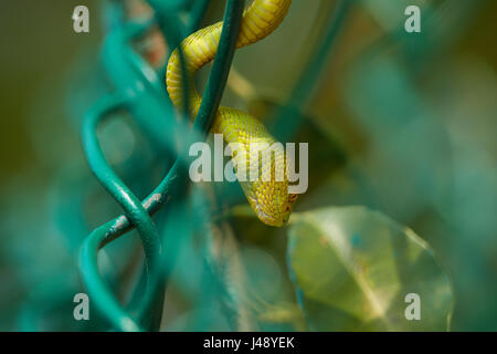 Red-Tailed Bambus Pitviper (Trimeresurus Erythrurus) ist eine giftige Grubenotter Arten endemisch in Indien, Bangladesch und Myanmar. Stockfoto