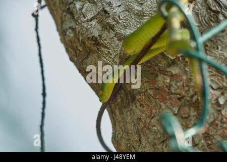 Red-Tailed Bambus Pitviper (Trimeresurus Erythrurus) ist eine giftige Grubenotter Arten endemisch in Indien, Bangladesch und Myanmar. Stockfoto