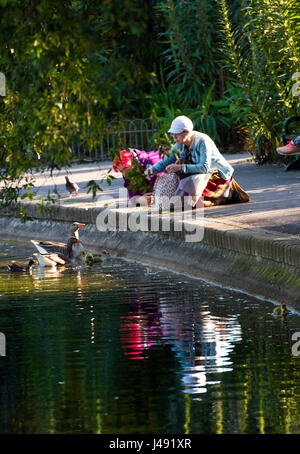 Brighton UK 10. Mai 2017 - eine Frau füttert ein paar Graugänse und ihre Gänsel genießen sie die schönen frühen Abendsonne in Queens Park Brighton mit Temperaturen bis zu den hohen Teens celsius in einigen Teilen des Landes heute Stockfoto