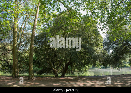 Battersea, London, UK. 10. Mai 2017. Warmen Frühlingssonne und gefleckte Sonnenlicht im Battersea Park. Bildnachweis: Malcolm Park Leitartikel/Alamy Live-Nachrichten. Stockfoto