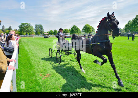 Windsor, UK. 10. Mai 2017. Hackney Pferde und Wagen hoch - verstärkt um Burgarena auf einer herrlichen sonnigen - Tag 1 des Royal Windsor Horse Show in der Windsor Castle Gelände Berkshire UK. Kredit Gary Blake/Alamy Live-Nachrichten Stockfoto