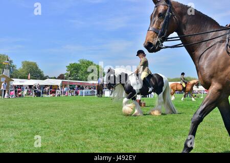 Windsor, UK. 10. Mai 2017. Frankshiloh einer traditionellen Gipsy Cob (Mitte) mit einem Extoradinary lange Mähne und Schweif Paraden der Kupfer-Pferd-Arena vor die Beurteilung in der Pre - Senior Pferd/Pony-eingeritten Wettbewerb auf eine herrliche sonnige - Tag1 des Royal Windsor Horse Show in der Windsor Castle Gelände Berkshire UK. Kredit Gary Blake/Alamy Live-Nachrichten Stockfoto