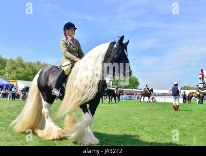 Windsor, Großbritannien. Mai 2017. Frankshiloh ein traditioneller Gypsy Cob mit einer außergewöhnlich langen Mähne und Schwanz führt die Copper Horse Arena durch, bevor er am ersten Tag der Royal Windsor Horse Show auf dem Windsor Castle Gelände in Berkshire UK beim Pre-Senior Horse/Pony-geritten Wettbewerb urteilt. Kredit Gary Blake/Alamy Live Nachrichten Stockfoto