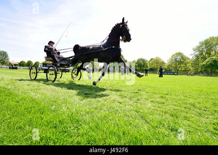 Windsor, UK. 10. Mai 2017. Hackney Pferde und Wagen hoch - verstärkt um Burgarena auf einer herrlichen sonnigen - Tag 1 des Royal Windsor Horse Show in der Windsor Castle Gelände Berkshire UK. Kredit Gary Blake/Alamy Live-Nachrichten Stockfoto