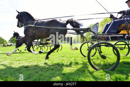 Windsor, UK. 10. Mai 2017. Hackney Pferde und Kutschen High-stepping um Burgarena auf einer herrlichen sonnigen - Tag1 des Royal Windsor Horse Show in der Windsor Castle Gelände Berkshire UK. Kredit Gary Blake/Alamy Live-Nachrichten Stockfoto