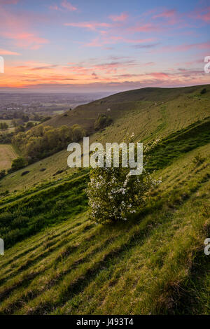 Hambledon Hill, Dorset, Großbritannien. 10. Mai 2017. Farbenfrohen Sonnenuntergang von der Seite der historischen Wallburg im Norden Dorset. Kredit Dan Tucker/Alamy Live-Nachrichten Stockfoto