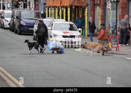 Aberystwyth, Wales, UK. 11. Mai 2017. Eine Plage von EU professionellen Bettler in der walisischen Küstenort Flut & Hunde als betteln Tool verwenden. Später die erfolgreiche rumänische Bande mit dem Bus nach Hause mit ihren großen Hol Credit: mike Davies/Alamy Live News Stockfoto