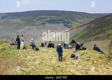 Lancashire, UK. 11. Mai 2017. Nach einer Wanderung von 3 Meilen in der Bowland Fells von Dunsop Bridge, Lancashire, Vogelbeobachter werden belohnt mit ein sehr seltener Anblick in England, einem erwachsenen männlichen Steppenweihe abgeblasen Kurs von Ostwinden drauf lässt sich Kasachstan nach Überwinterung in Afrika. Ausgewachsene Männchen sind außerordentlich selten in Großbritannien aber war letzten Sonntag Morgen nahe Hornsea in East Yorkshire gesehen und dies ist wahrscheinlich der gleiche Vogel. Bildnachweis: John Eveson/Alamy Live-Nachrichten Stockfoto