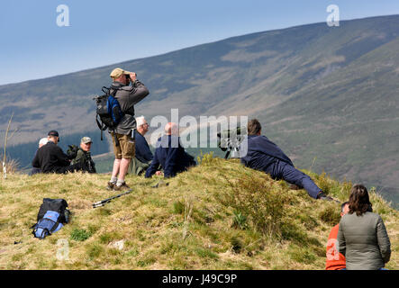 Lancashire, UK. 11. Mai 2017. Nach einer Wanderung von 3 Meilen in der Bowland Fells von Dunsop Bridge, Lancashire, Vogelbeobachter werden belohnt mit ein sehr seltener Anblick in England, einem erwachsenen männlichen Steppenweihe abgeblasen Kurs von Ostwinden drauf lässt sich Kasachstan nach Überwinterung in Afrika. Ausgewachsene Männchen sind außerordentlich selten in Großbritannien aber war letzten Sonntag Morgen nahe Hornsea in East Yorkshire gesehen und dies ist wahrscheinlich der gleiche Vogel. Bildnachweis: John Eveson/Alamy Live-Nachrichten Stockfoto