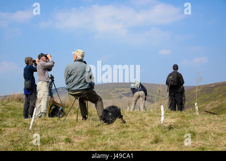 Lancashire, UK. 11. Mai 2017. Nach einer Wanderung von 3 Meilen in der Bowland Fells von Dunsop Bridge, Lancashire, Vogelbeobachter werden belohnt mit ein sehr seltener Anblick in England, einem erwachsenen männlichen Steppenweihe abgeblasen Kurs von Ostwinden drauf lässt sich Kasachstan nach Überwinterung in Afrika. Ausgewachsene Männchen sind außerordentlich selten in Großbritannien aber war letzten Sonntag Morgen nahe Hornsea in East Yorkshire gesehen und dies ist wahrscheinlich der gleiche Vogel. Bildnachweis: John Eveson/Alamy Live-Nachrichten Stockfoto