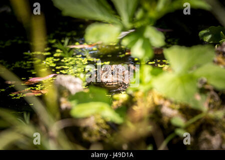 Grasfrosch Sonnenbaden in einem Teich. Stockfoto