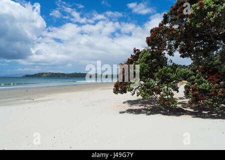 Bild von einem großen Pohutukawa Baum (Weihnachtsbaum) auf Onetangi Beach in Waiheke Island, Neuseeland. Stockfoto