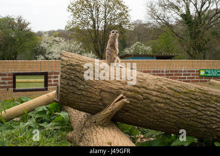 Erdmännchen im Woodlands Familie Freizeitpark, Totnes, Devon, England, Vereinigtes Königreich Stockfoto