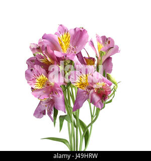 Lila Alstroemeria Blumen isoliert auf weißem Hintergrund Stockfoto