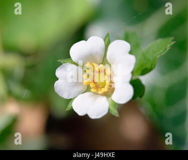 Karge Erdbeere - Potentilla Sterilis kleine weiße Blume Stockfoto