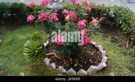 Rosas con Bellas diesen del Roció de Cada Alba Que le Dan Farbe al Jardín, UN-Aroma Único y especial Que Mardellen Se Olvida Creando el Ambiente Unico Stockfoto