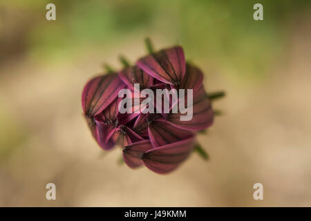 In den frühen Morgenstunden warten die Blumen-Gänseblümchen auf die Wärme der Sonne, um sie aufzuwecken. Stockfoto