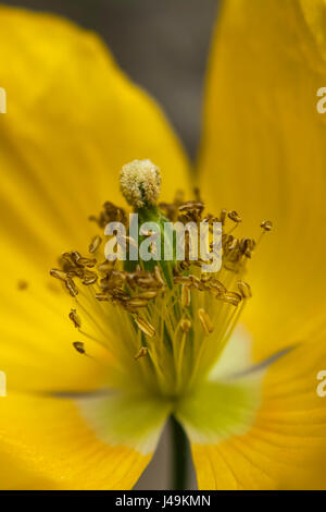 Unwiderstehlich an Insekten und so St. präsentiert - die Pollen einer gelben Mohn Blume. Stockfoto