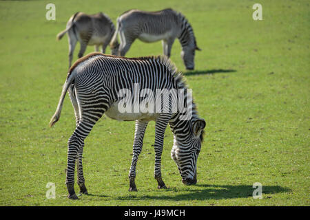 Schöne Grevy Zebra Equus Grevyi Beweidung in üppigen grünen Lichtung Stockfoto