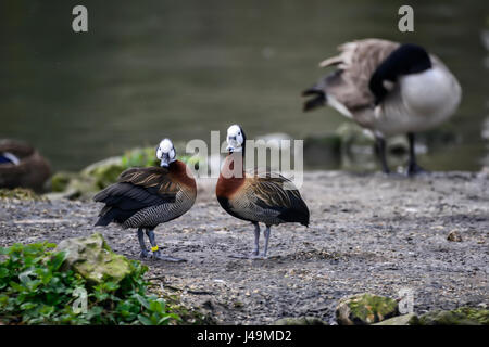 Paar weiß konfrontiert Pfeifen Enten putzen einander im Frühjahr gedeckt Stockfoto