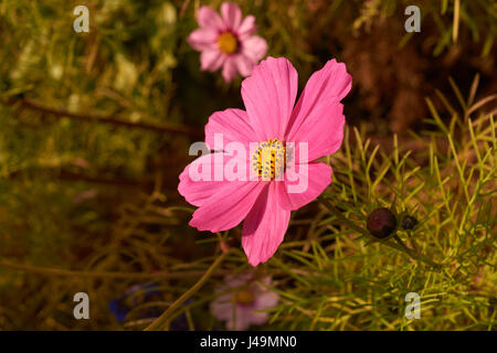 Foto von rosa Cosmos Bipinnatus Blume Stockfoto