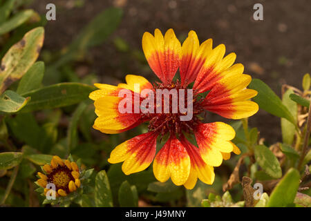 Schöne Nahaufnahme Bild gaillardia Stockfoto