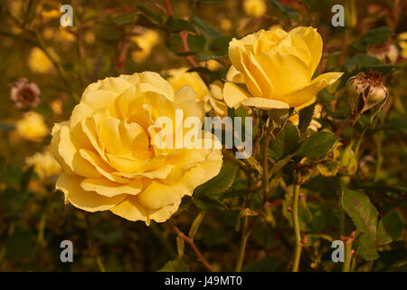 Bild der schönen gelbe rose Nahaufnahme Stockfoto
