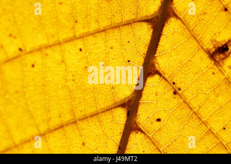 schöne Platane Blatt isoliert Stockfoto