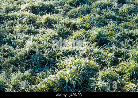 Frost in Wintersonne auf Wiese Rasen Vollformat Hintergrundtextur schmelzen Stockfoto