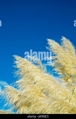 Seidige Pampasgras Samenköpfe vor blauem Himmel Stockfoto
