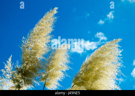 Seidige Pampasgras Samenköpfe vor blauem Himmel Stockfoto