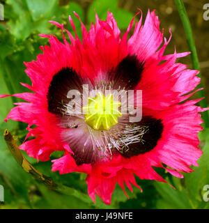 Ungewöhnliche rosa und gelbe Mohnblüte hautnah Stockfoto