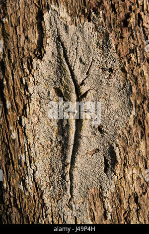 Pilz auf der Rinde eines Baumes bei Buttermere im Lake District, Cumbria, England UK Stockfoto