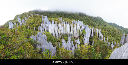 Kalkstein Pinnacles in Gunung Mulu National park Stockfoto