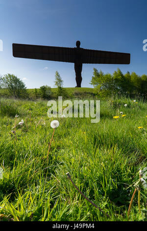 Der Engel des Nordens in Gateshead, Nordostengland. Eine Skulptur von zeitgenössischen Künstler Antony Gormley geschaffen. Stockfoto