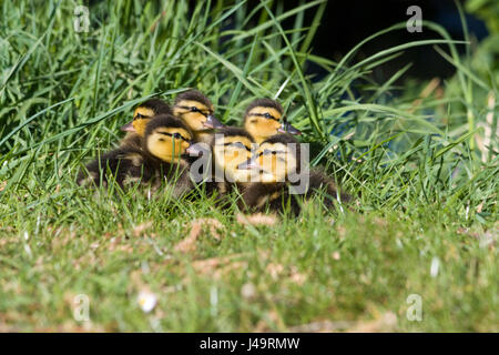 Entenküken Wildlife: Stockente (Anas platyrhynchos). Stockfoto