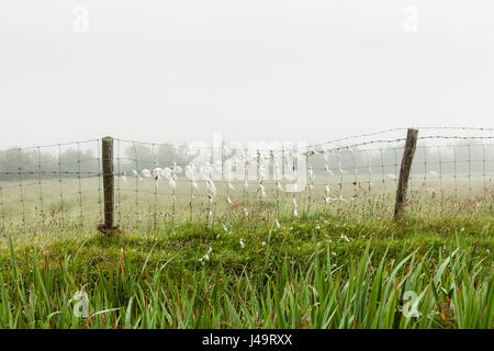 County Kerry, Irland-Schafwolle gefangen auf einem Zaun, fotografiert an einem nebeligen Tag Stockfoto