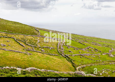 Halbinsel Dingle, County Kerry, Irland - ein Labyrinth aus Stein Wände in den Bergen der Halbinsel Dingle Stockfoto