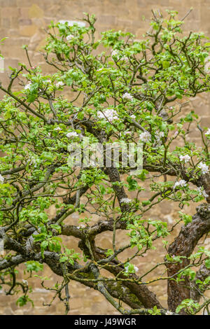 Blühen Sie auf dem Apfelbaum (angeblich abgeleitet von der inspirierte Isaac Newton) im vorderen Garten des Trinity College an der Universität von Cam Stockfoto