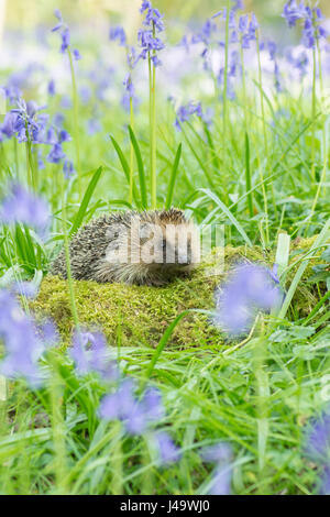 Igel, Erinaceus Europaeus in Glockenblumen, Hyacinthoides non-Scripta, April, Sussex, UK. Stockfoto