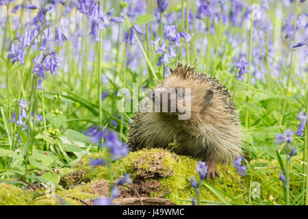 Igel, Erinaceus Europaeus in Glockenblumen, Hyacinthoides non-Scripta, April, Sussex, UK. Stockfoto