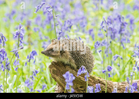 Igel, Erinaceus Europaeus in Glockenblumen, Hyacinthoides non-Scripta, April, Sussex, UK. Stockfoto