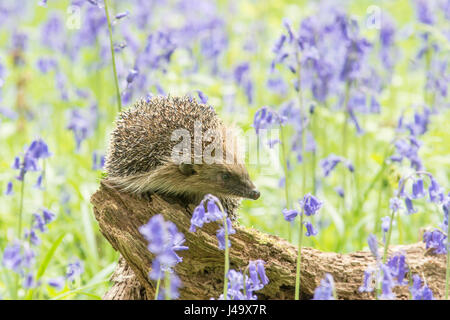 Igel, Erinaceus Europaeus in Glockenblumen, Hyacinthoides non-Scripta, April, Sussex, UK. Stockfoto