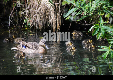 Weibliche Stockente mit ihrem Duckings im Frühjahr Sonnenlicht Stockfoto