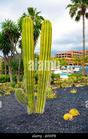 Einen dünnen, hohen Kaktus in Teneriffa, Spanien Stockfoto