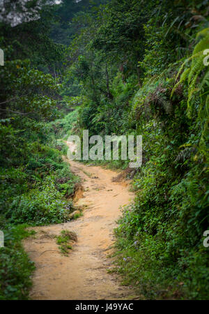 SAPA, VIETNAM - ca. SEPTEMBER 2014: Wanderweg auf den Bergen in Sapa, Nord-Vietnam. Stockfoto