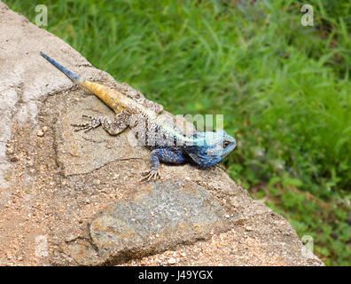 Männlicher Baum Agama oder blau-throated Agama oder blaue Leitung Agama (Acanthocercus Atricollis) in hellen Zucht Farben, Krüger Nationalpark, Südafrika Stockfoto