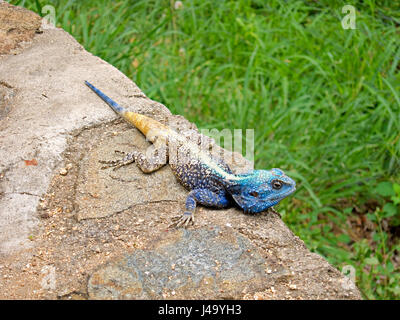 Männlicher Baum Agama oder blau-throated Agama oder blaue Leitung Agama (Acanthocercus Atricollis) in hellen Zucht Farben, Krüger Nationalpark, Südafrika Stockfoto