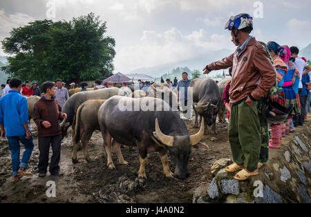 BAC HA, VIETNAM - ca. SEPTEMBER 2014: Buffalo Markt Handel auf dem Sonntagsmarkt von Bac Ha die größte Minderheit Menschen in Nord-Vietnam Stockfoto