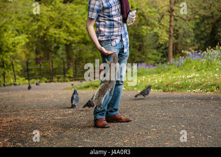 Ein Mann Fütterung ein Grauhörnchen verrückt in den Park, Glasgow Stockfoto